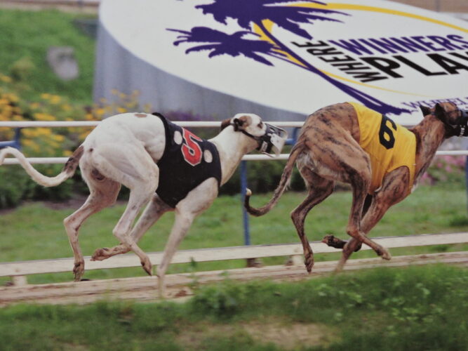 Greyhound Racing Could End Now That U.S. House Has Passed Farm Bill